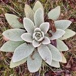 Verbascum boerhavii Feuille