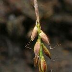 Carex pulicaris Frukt