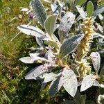 Salix glauca Hoja