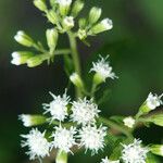 Eupatorium rugosum Flower