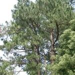 Pinus elliottii Hábitos