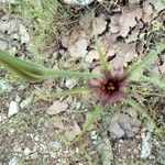 Tragopogon angustifolius Diğer