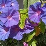 Ipomoea indicaЦветок