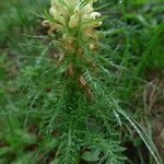 Pedicularis foliosaFloare