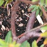 Ledum groenlandicum Φλοιός