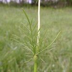 Conopodium majus Foglia