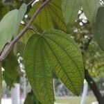 Bauhinia ungulata Hoja