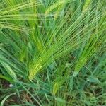 Hordeum vulgareफूल