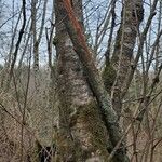 Alnus rubra Bark