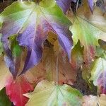 Parthenocissus tricuspidata Blad