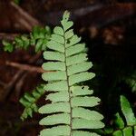 Adiantum terminatum Folha