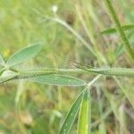 Trifolium purpureum برگ