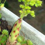 Sempervivum globiferum 花