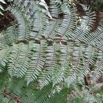 Cyathea arborea Hoja