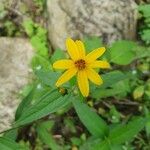 Helianthus divaricatusFlower