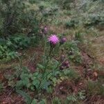 Serratula tinctoria Floare
