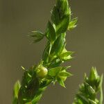 Lysimachia linum-stellatum Vaisius