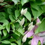 Clematis viticella Blatt