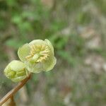 Pyrola chlorantha Квітка
