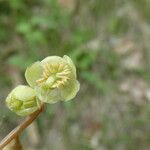 Pyrola chlorantha Λουλούδι