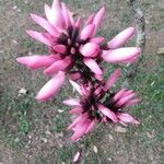 Erythrina herbacea Květ