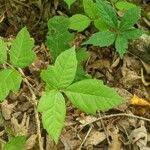 Toxicodendron radicans Ліст