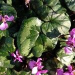 Cyclamen coum Leaf