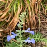 Salvia azurea Цветок