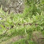 Pyrus spinosa Leaf