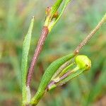 Ranunculus flammula 葉