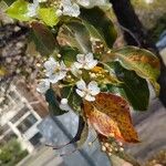 Pyrus calleryanaFlower