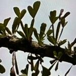 Crescentia alata Hoja