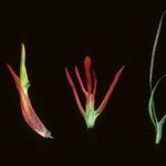 Castilleja crista-galli Λουλούδι