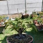 Aristotelia chilensis Fuelha