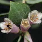 Symphoricarpos rotundifolius Flor