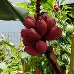 Musa velutina Fruto