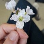 Cardamine pratensisBlomma