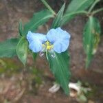 Commelina virginica Λουλούδι