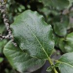 Garrya elliptica Leaf