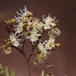 Julbernardia globiflora Floro