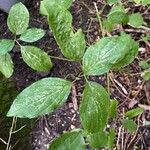 Cornus sanguineaFrunză