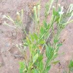 Nicotiana paa Habit