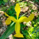 Iris halophila Lorea