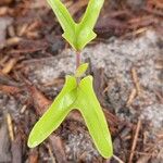 Ipomoea indicaFeuille