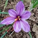 Crocus sativus 花