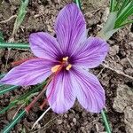 Crocus sativus Çiçek