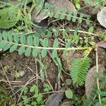 Astragalus hamosus Blatt