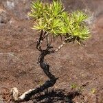 Melaleuca gnidioides Hábito