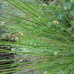 Juncus effusus Fulla