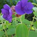 Tibouchina urvilleana Blomst